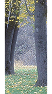Clarion Clear Entry Door Glass